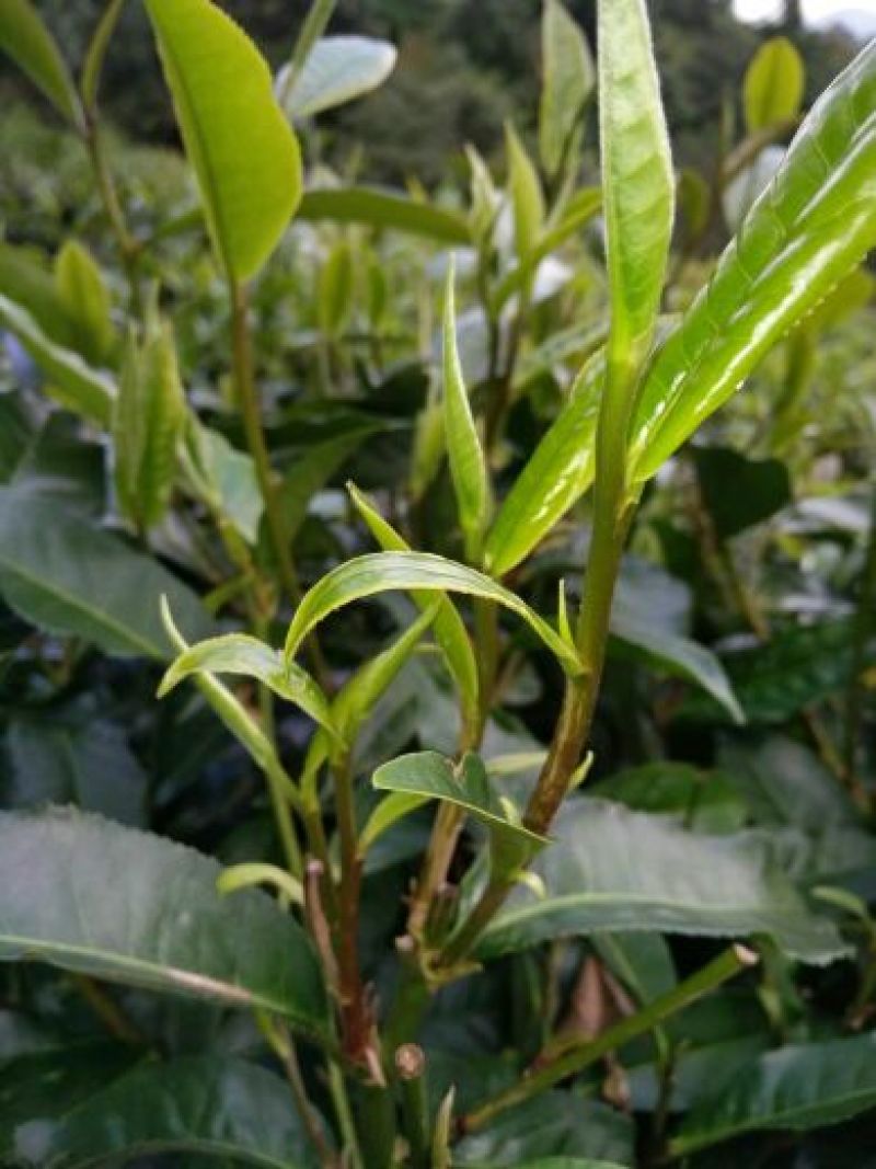 普洱茶