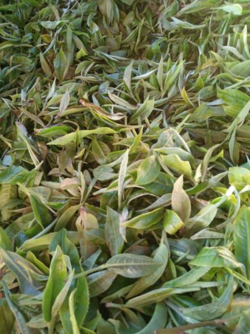 普洱茶