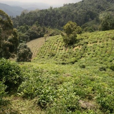 普洱茶