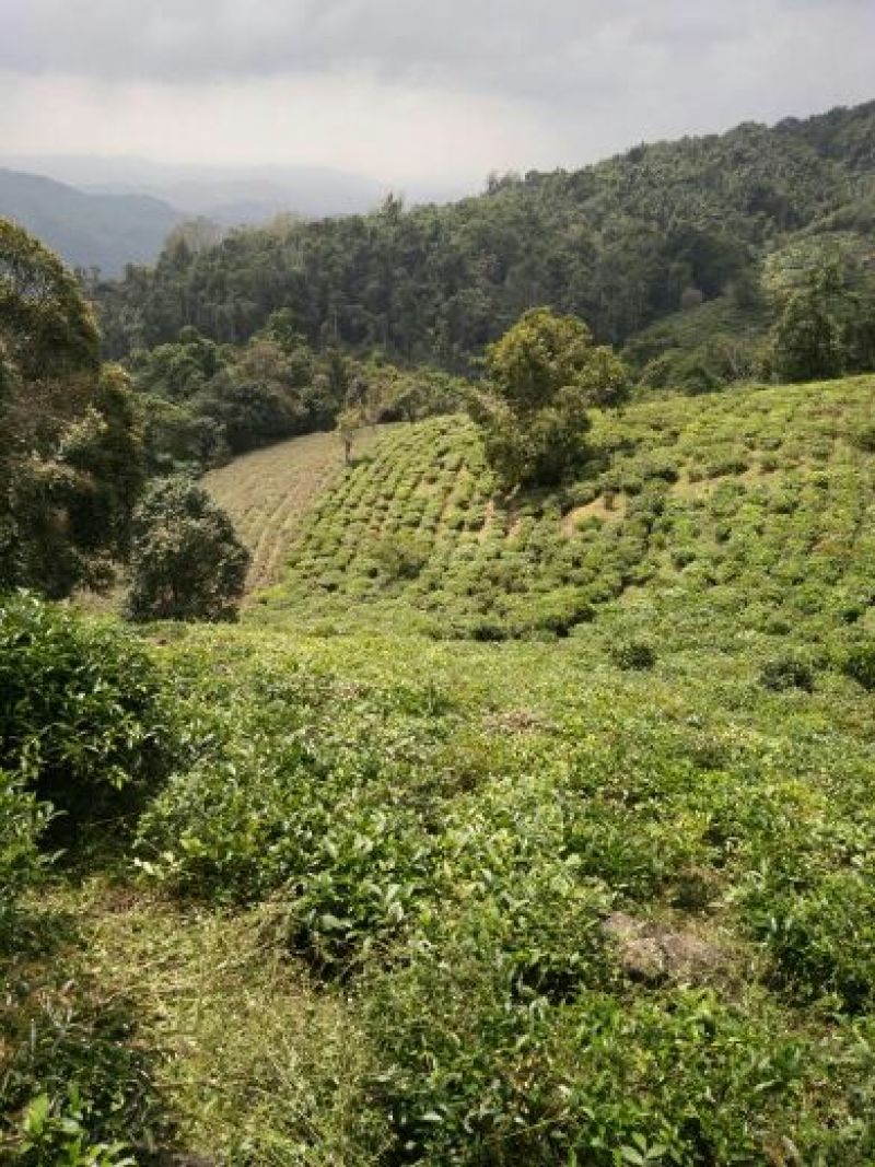 普洱茶