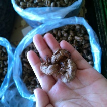 蝉蜕河北自然腿干货1斤起包邮量大从优