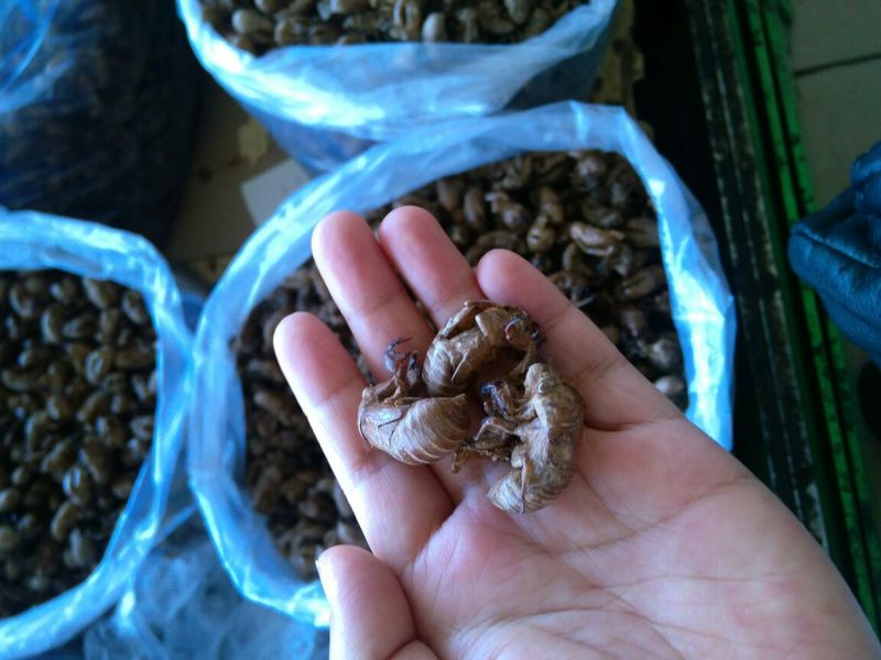 蝉蜕河北自然腿干货1斤起包邮量大从优