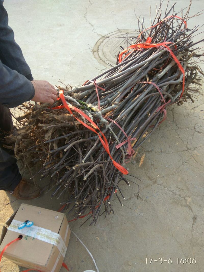 苹果树苗苹果苗新品种嫁接苹果苗烟富原生苗
