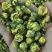 白菊花茶