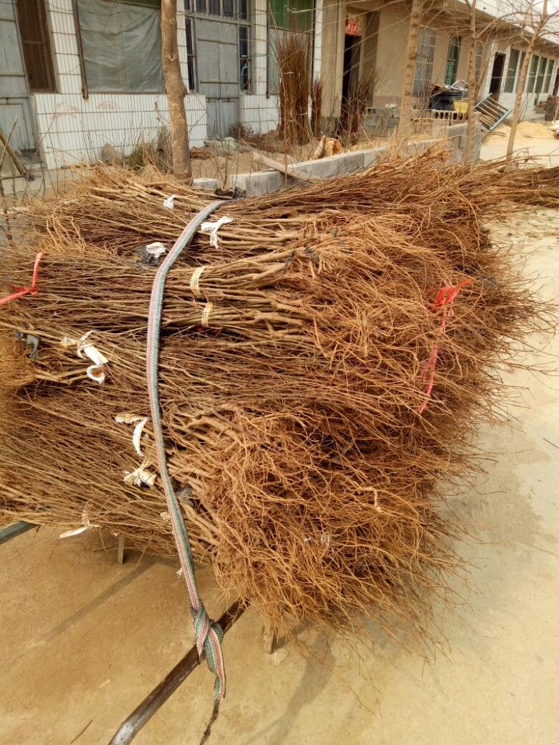 突尼斯软籽石榴树苗实生苗80cm以上