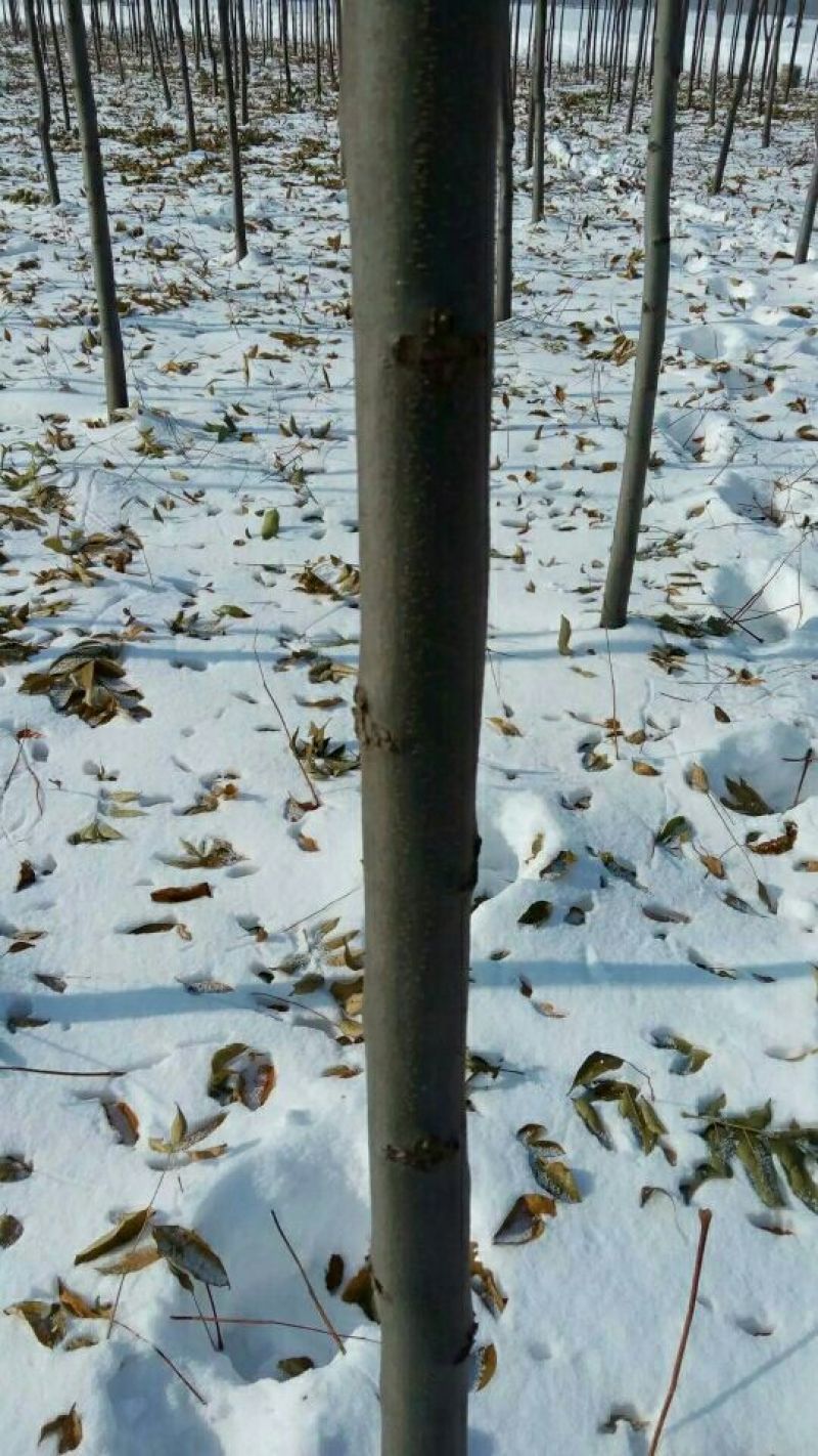 栾树8~10cm4cm以下3.5~4米