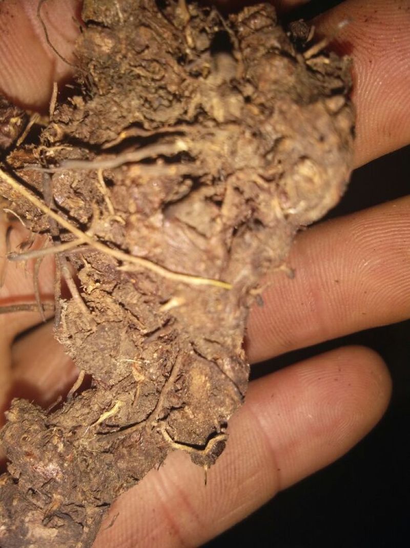 淫羊藿根产发货