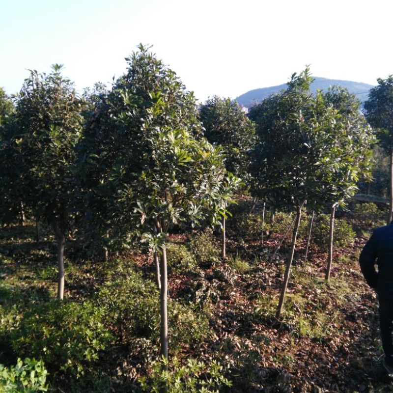杨梅树湖南杨梅树基地直销移植全冠