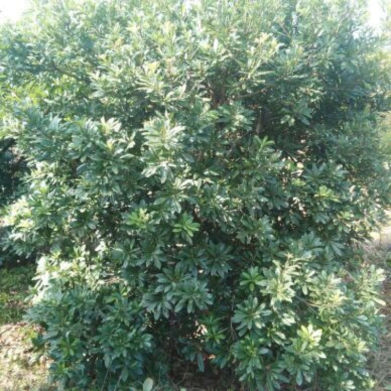 杨梅树湖南杨梅树基地直销移植全冠