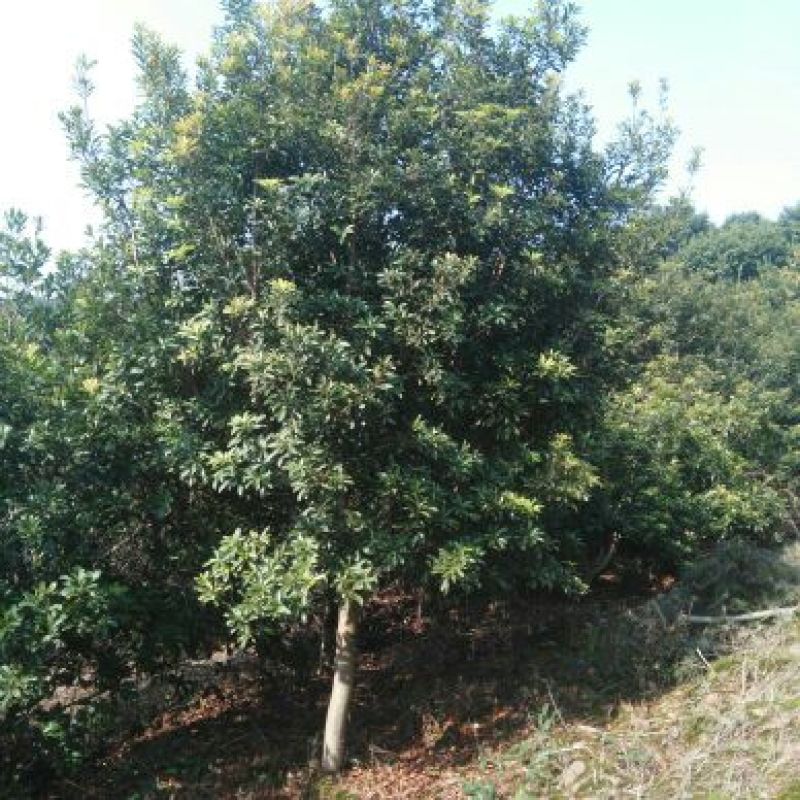 杨梅树湖南杨梅树基地直销移植全冠