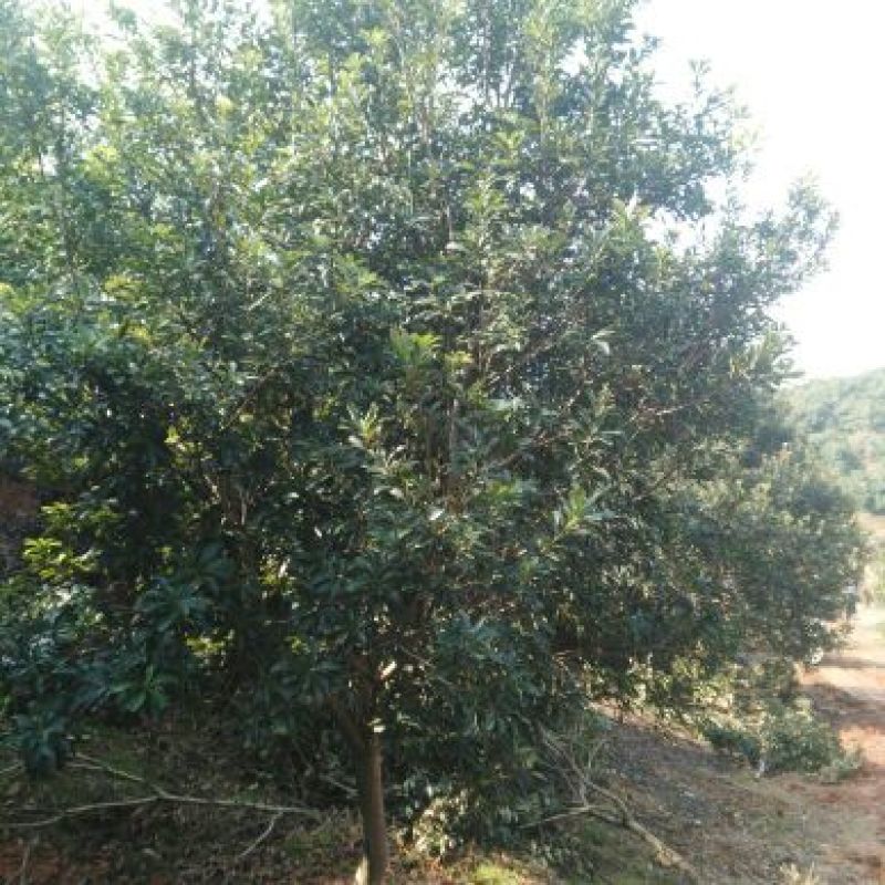 杨梅树湖南杨梅树基地直销移植全冠