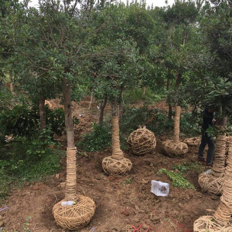 杨梅树湖南杨梅树基地直销移植全冠