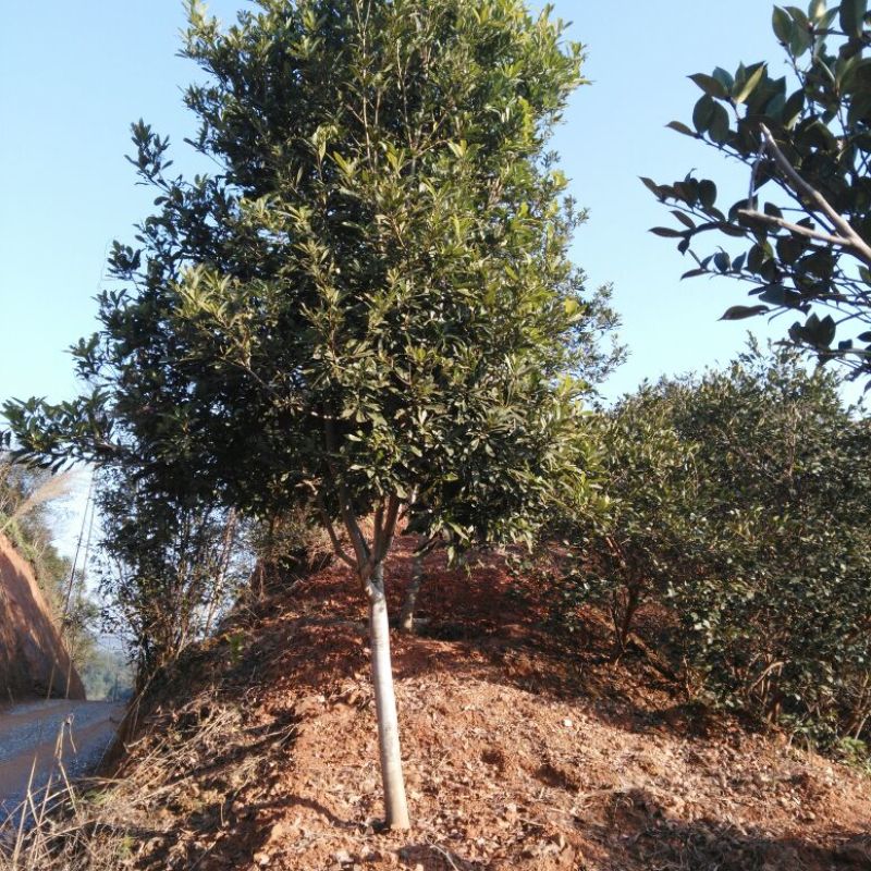 杨梅树湖南杨梅树基地直销移植全冠