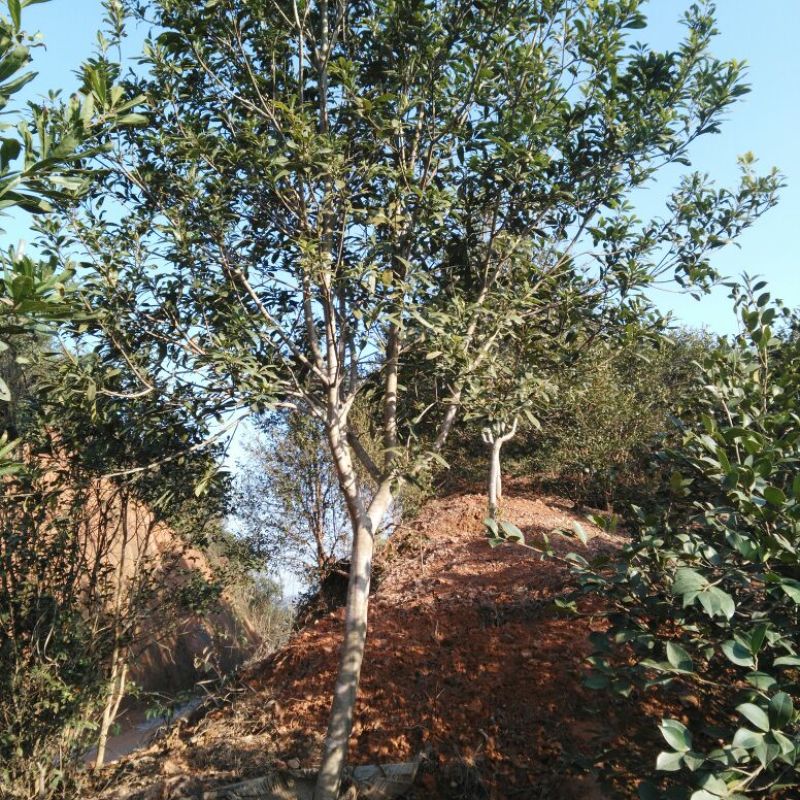 杨梅树湖南杨梅树基地直销移植全冠