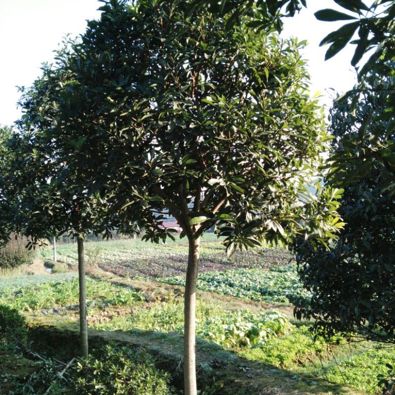 杨梅树湖南杨梅树基地直销移植全冠