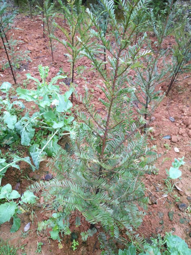 红豆杉2cm以下4cm以下0.5~1米