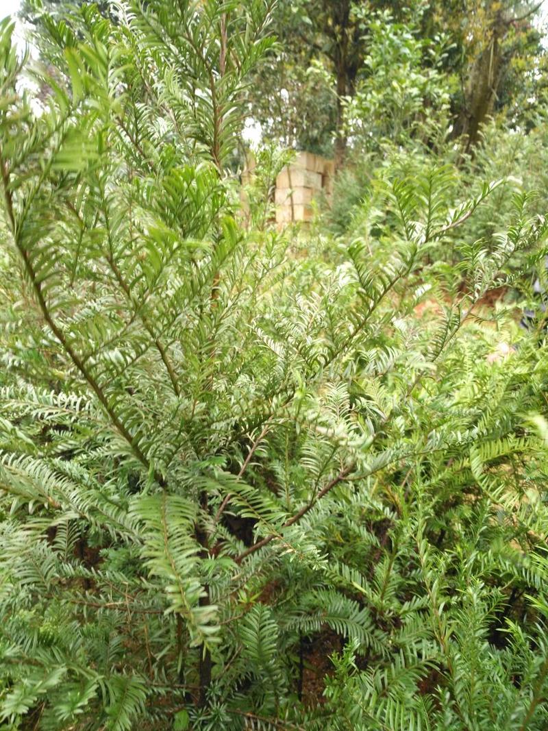 红豆杉2cm以下4cm以下0.5~1米