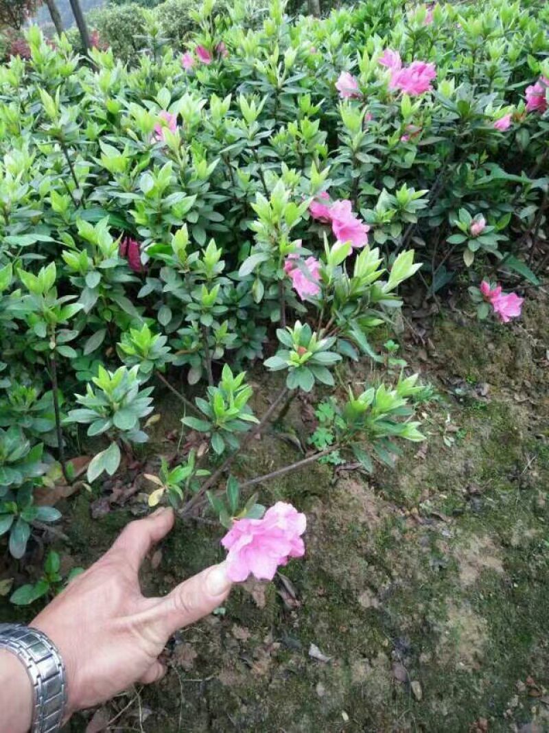 杜鹃春鹃夏鹃西洋鹃比利时杜鹃基地直销
