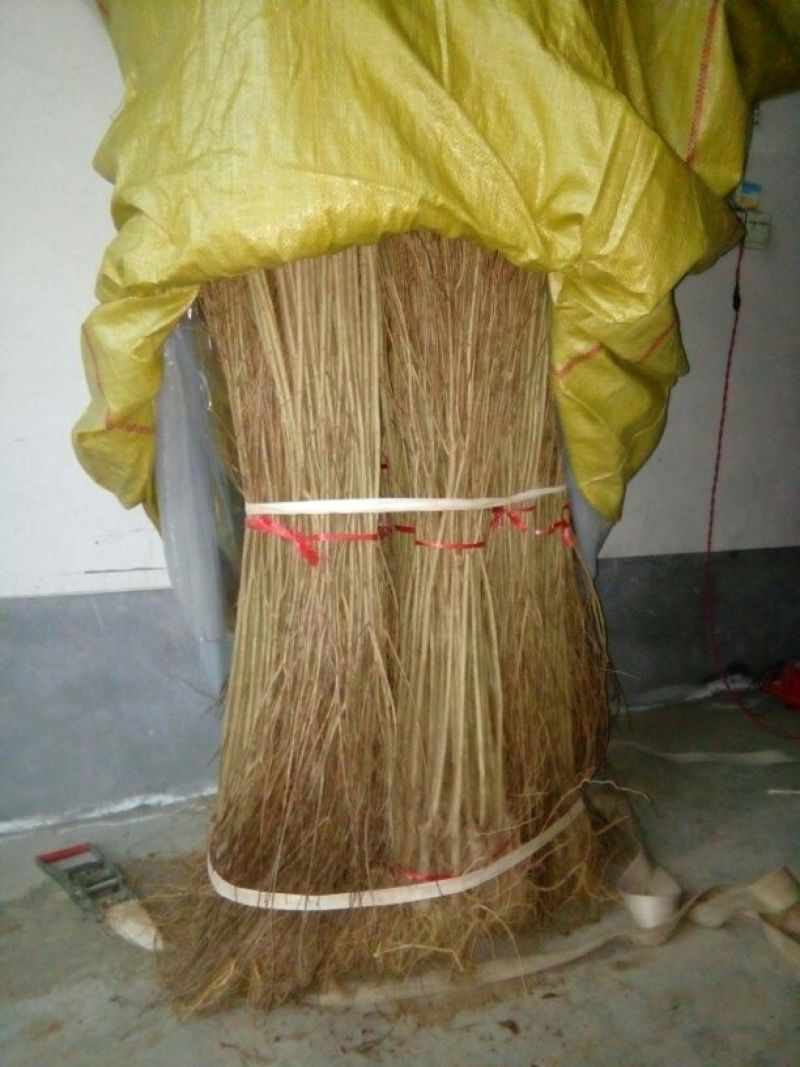 红石榴苗实生苗80cm以上包品种包成活死苗补发