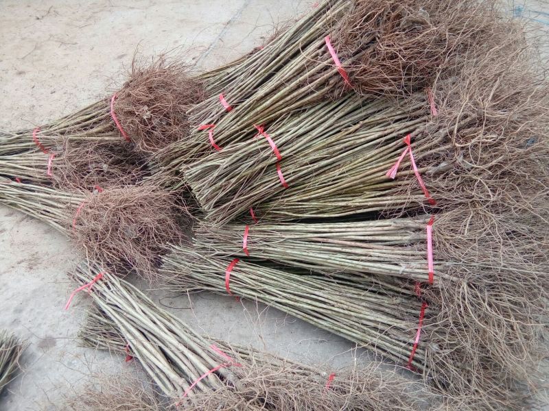 红石榴苗实生苗80cm以上包品种包成活死苗补发