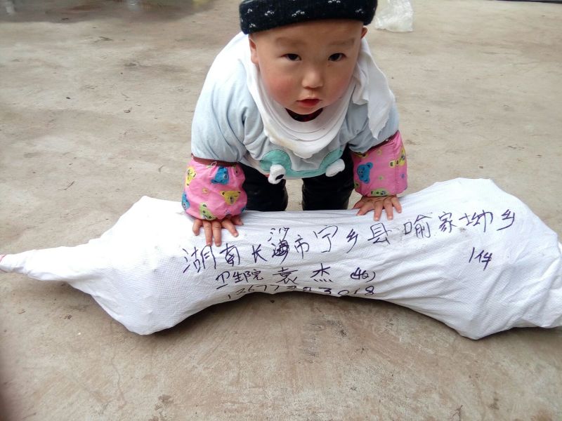 红石榴苗实生苗80cm以上包品种包成活死苗补发