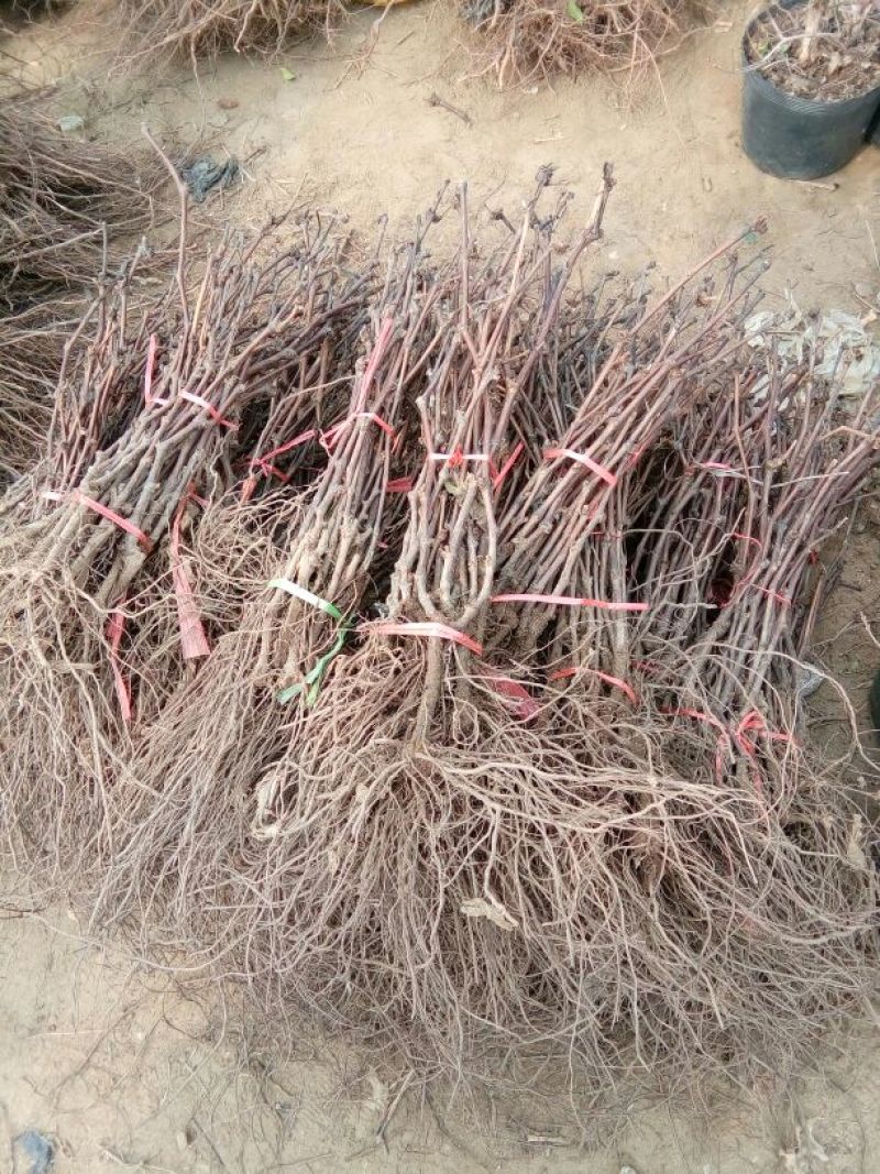红石榴苗实生苗80cm以上包品种包成活死苗补发