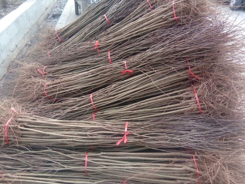 红石榴苗实生苗80cm以上包品种包成活死苗补发