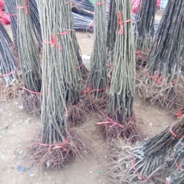 大红袍板栗苗30~50cm包品种包成活死苗补发