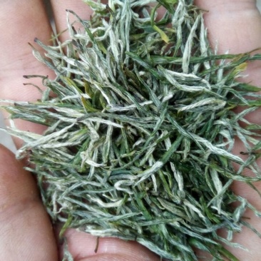 古丈毛尖，湘西黄金茶，高山有机茶，零售批发，价格优美