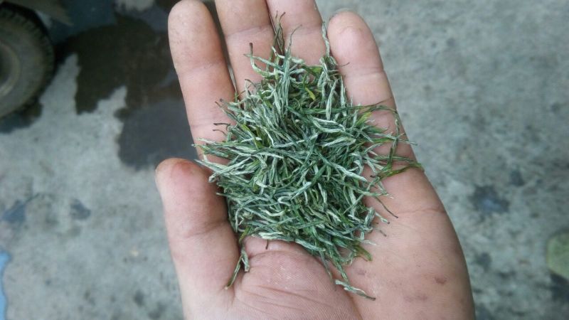 古丈毛尖，湘西黄金茶，高山有机茶，零售批发，价格优美