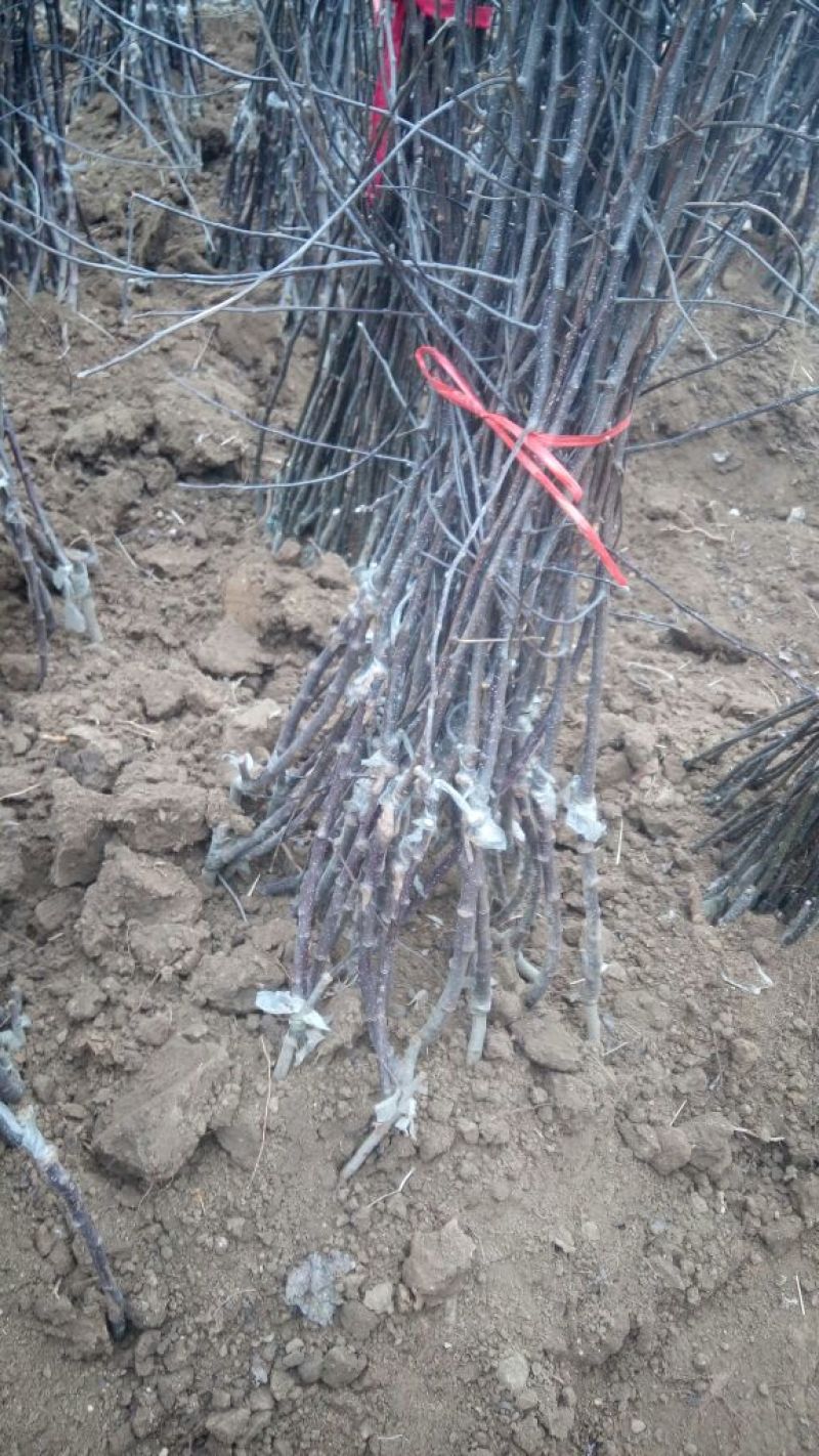 维纳斯黄金苹果苗大量批发包邮发货晚熟高品质苹果