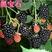 树莓苗双季树莓苗，双季红树莓苗红黑黄树莓苗当年结果
