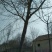 榆树4~6cm4~6cm3~3.5m