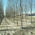 榆树4~6cm4~6cm3~3.5m