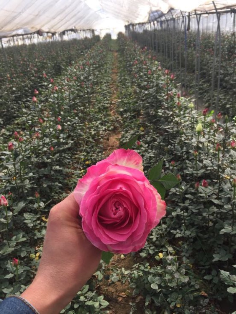 玫瑰盆花