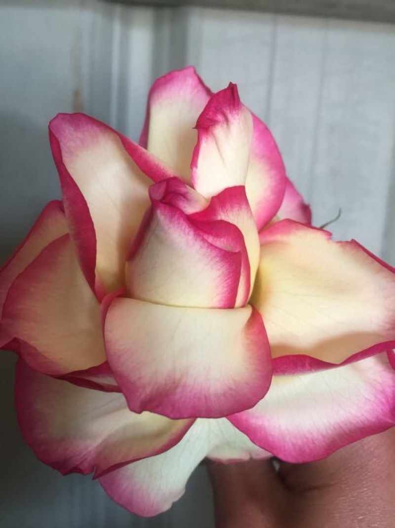 玫瑰盆花