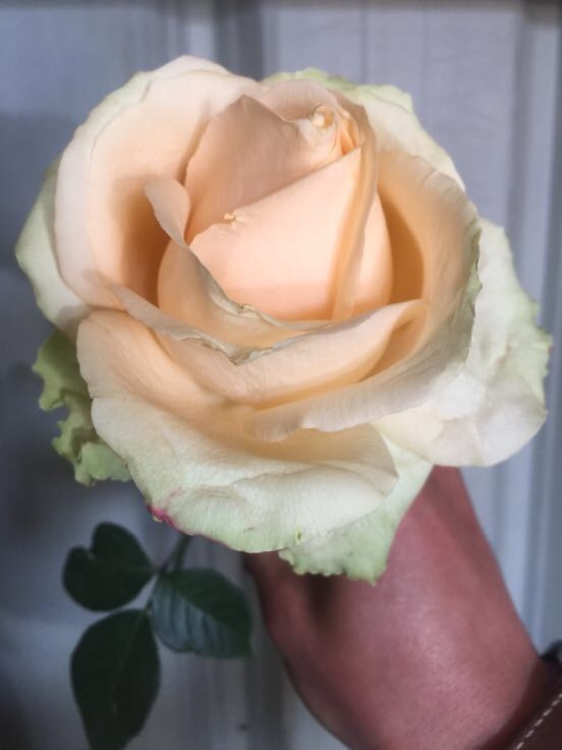 玫瑰盆花