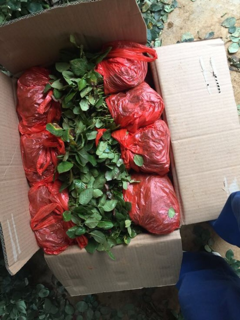 玫瑰盆花