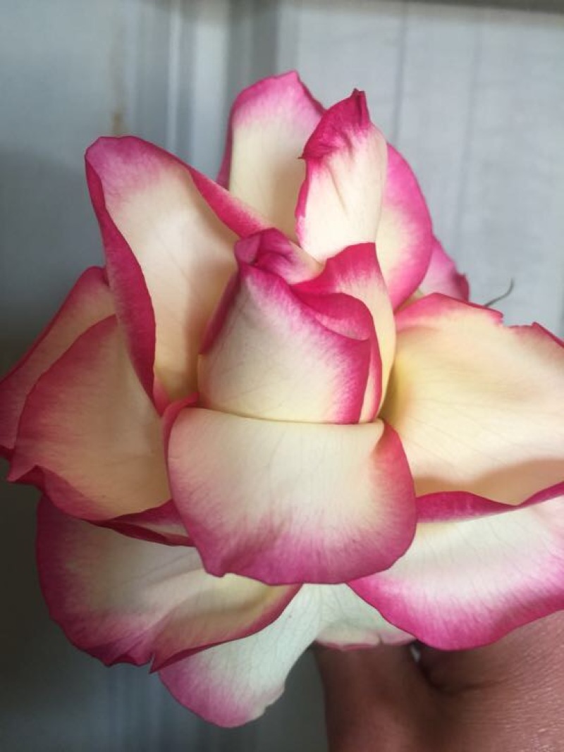 玫瑰盆花