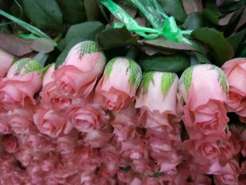 玫瑰盆花