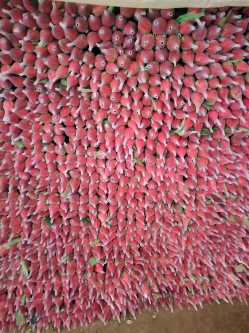 玫瑰盆花