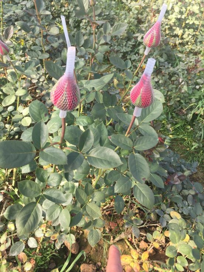 玫瑰盆花