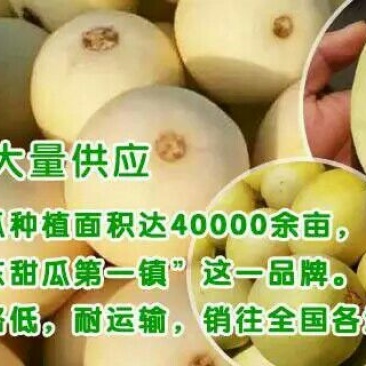 章丘甜瓜景甜五号0.5斤以上四月中旬大量上市