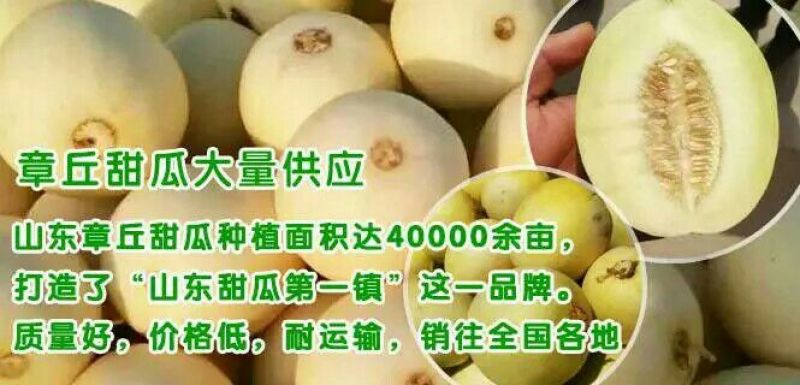 景甜五号0.5斤以上特甜耐运输糖分15%以上