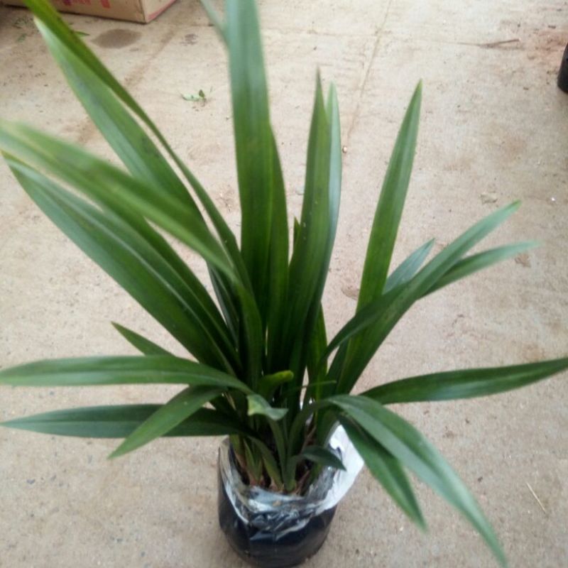 大花蕙兰带盆栽好