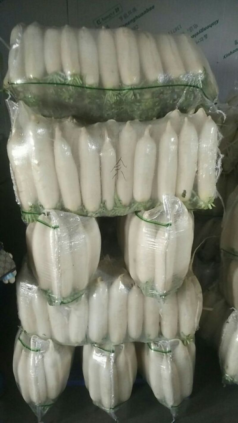 白萝卜1~1.5斤起