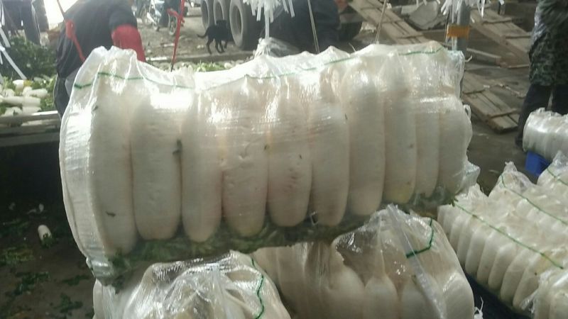 白萝卜1~1.5斤起