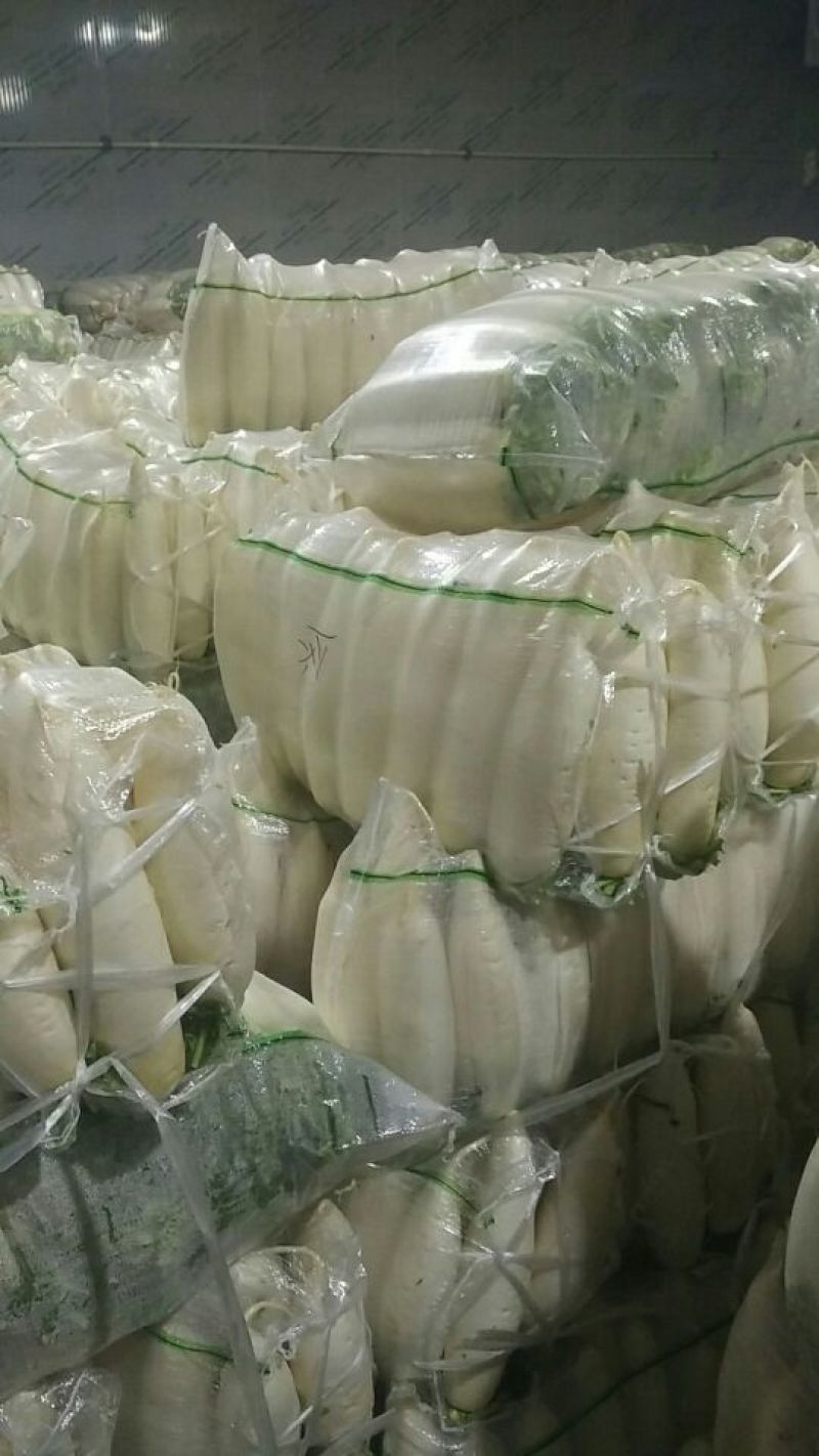 白萝卜1~1.5斤起