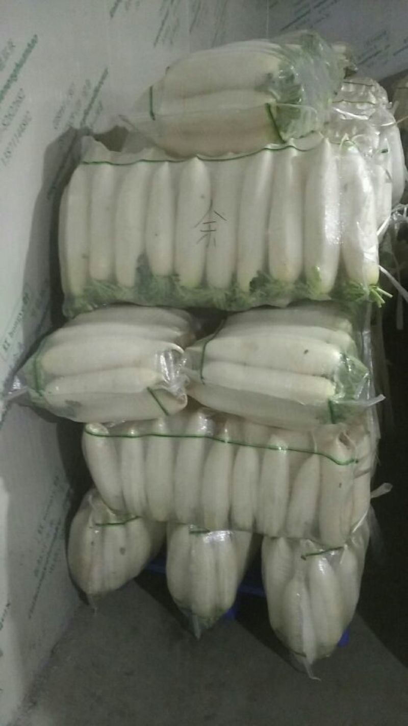 白萝卜1~1.5斤起