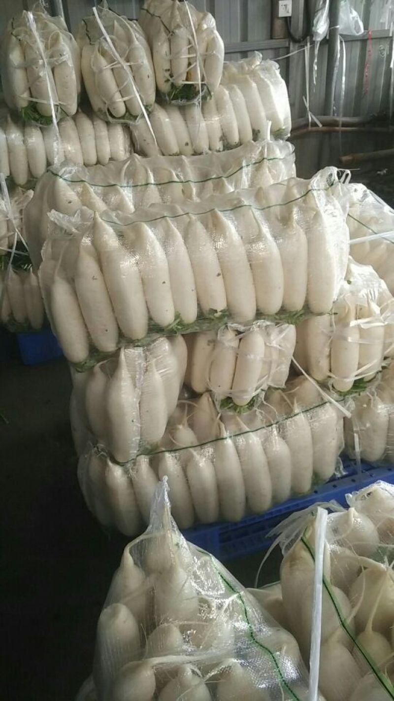 白萝卜1~1.5斤起